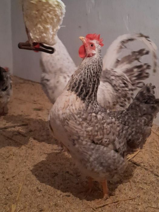 Барковская баравистая яйцо