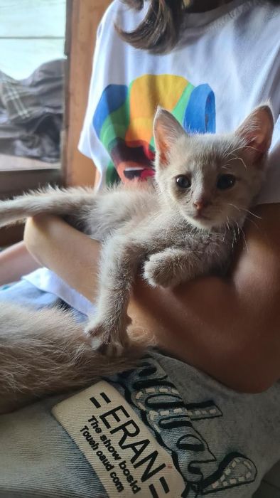 Отдаю милых котят