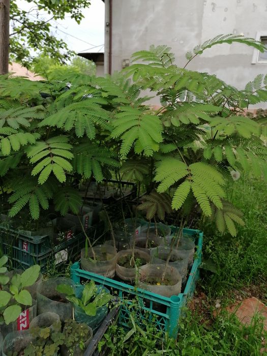 Arbori de mătase, catalpa, pawluonia