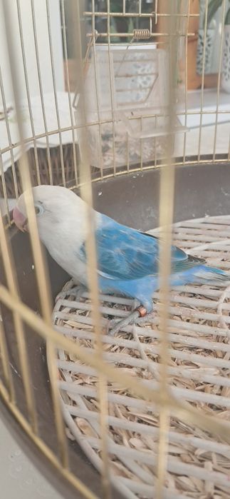 Lovebird nar zotdor