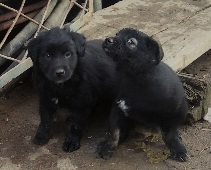 Отдам щенков в хорошие руки