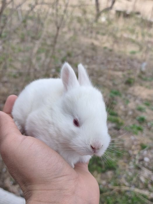 Burgund va Hikol zotli quyon bolalari sotuvda!
