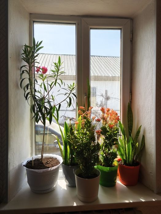 Цветы отдаю дешево