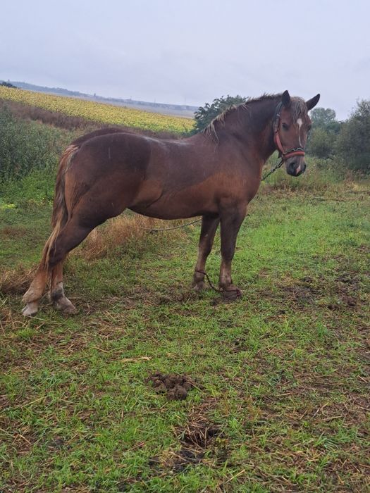 Vând mânz blond de un an și 4 luni