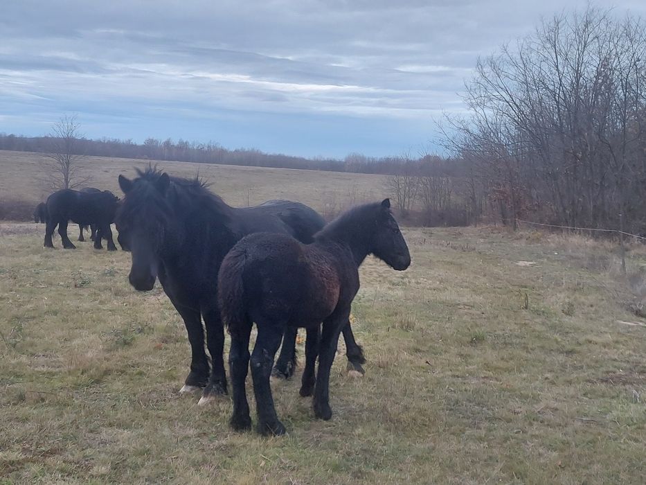 Se vand manji negri de 6 luni