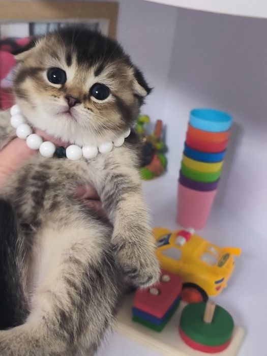 Котята от правильной вязки