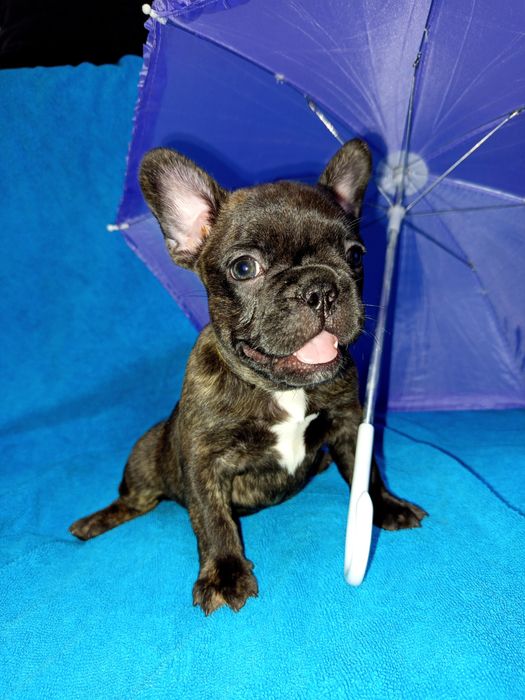 Ранее бранирование