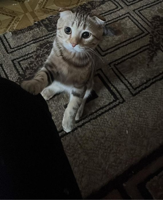 Продам кота срочно