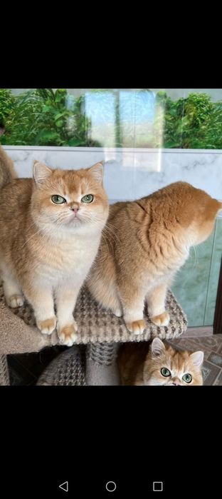 Золотая шиншилла