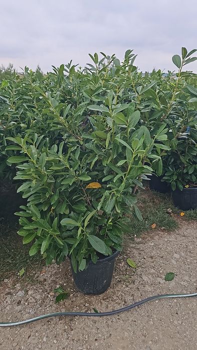 Prunus laucerasus- Photinia red- Leylandi- Euonymus