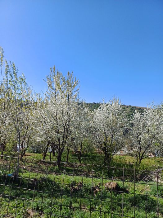 KUMUSHKONDA Yer sotiladi srochna