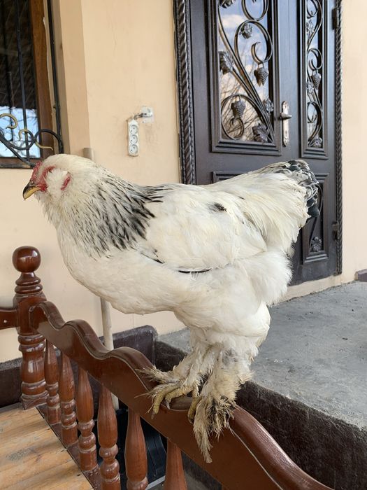 Брама  сатылады.