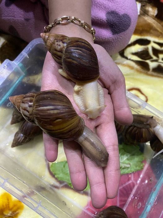 Ulitkalar 12 sm 15 smdan