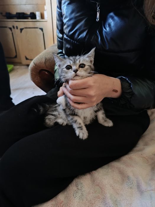 Отдам котят в хорошие руки