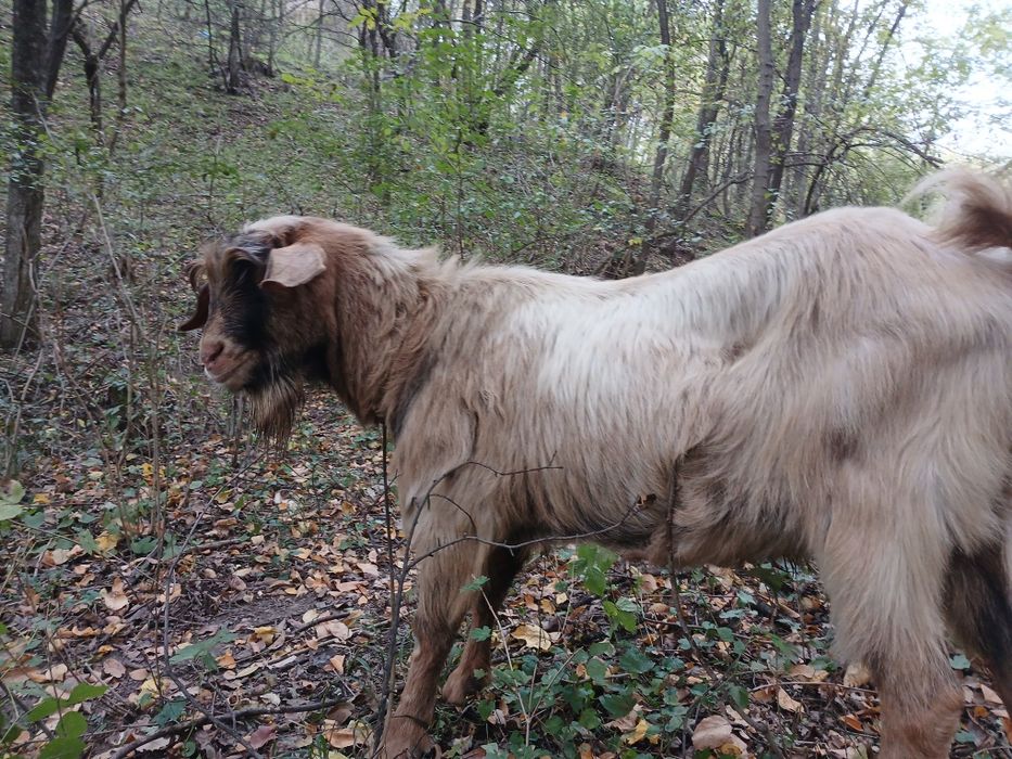 Țap de   vânzare