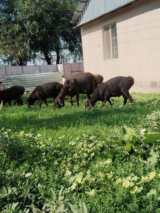 Продам баран гиссарский
