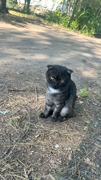 Вислоухий котик срочно ищет дом