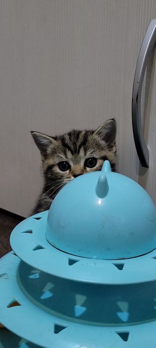 Продается котенок, девочка шотландка