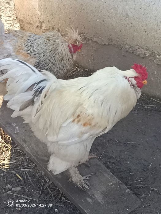 Cocosi diferite rase si dimensiuni