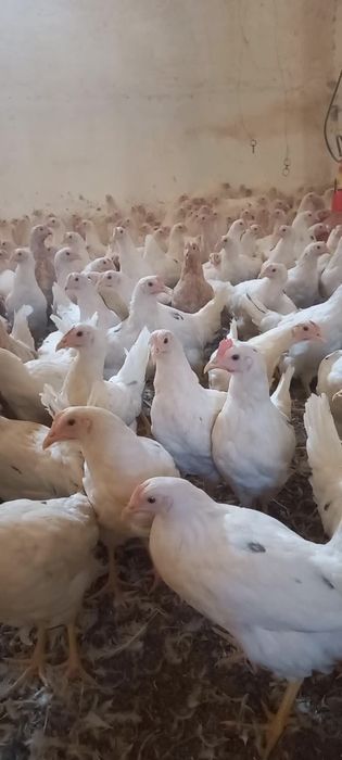 Loman sendi tuxum yoʻnnalishi  oq tovuqlar sotiladi firma