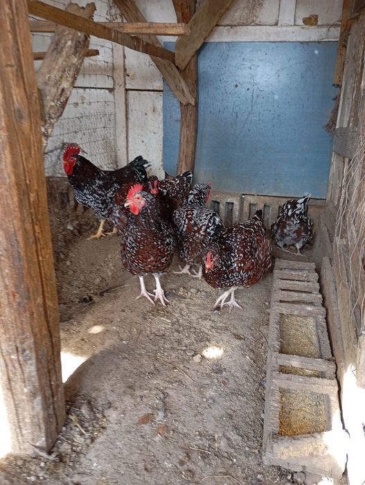 Vând ouă de găini de rasa foarte frumoase de rasă