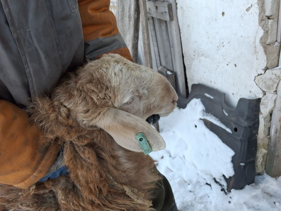 Продам кошкара гисарской пароды