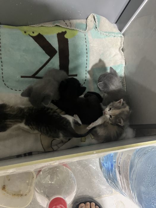 Отдам бесплатно 5котенок