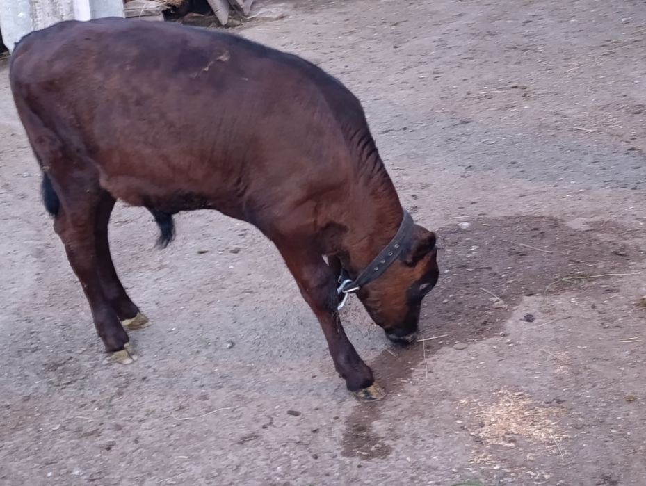 Продам двух бычков