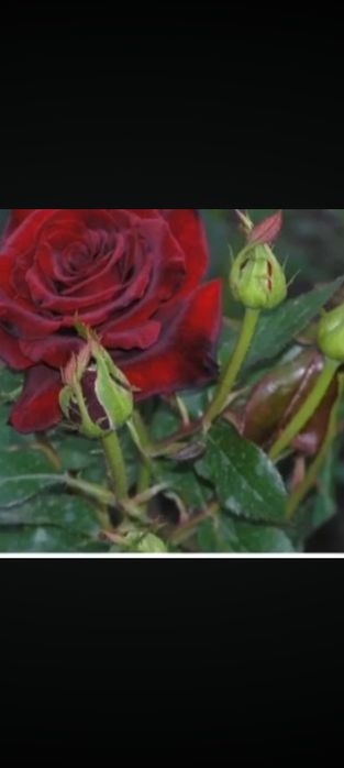 Дехкончилик гарантия качества