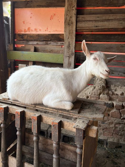 Ешкі сатылады Зааненсйи порода
