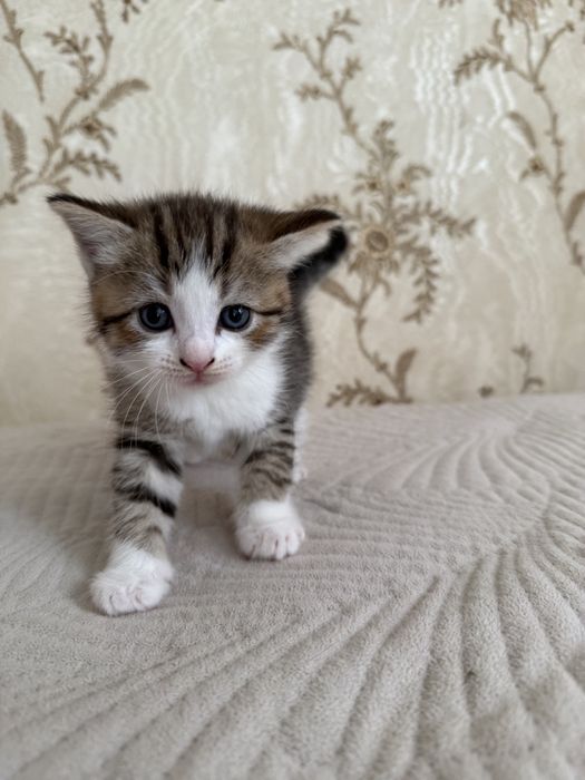 Продам котят.