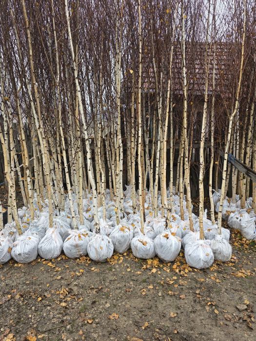 Vând mesteacăn alb ornamental