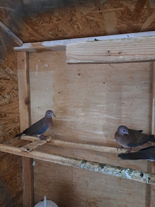 Turturele diamant și turturele senegal