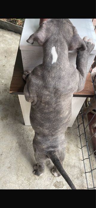 American Bully, femela 4 luni