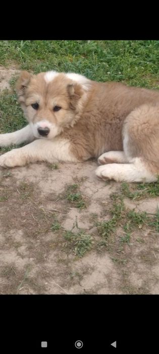 Алабай кучук 2 та киз бола