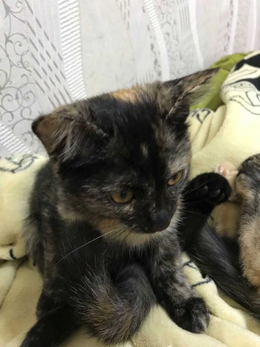 Отдам котят в хорошие руки