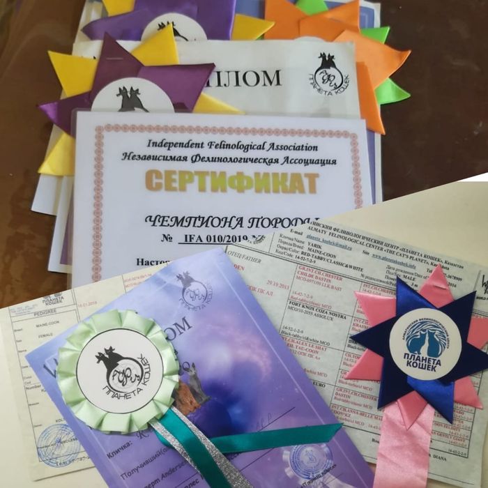 Котенок мейнкун с родословной
