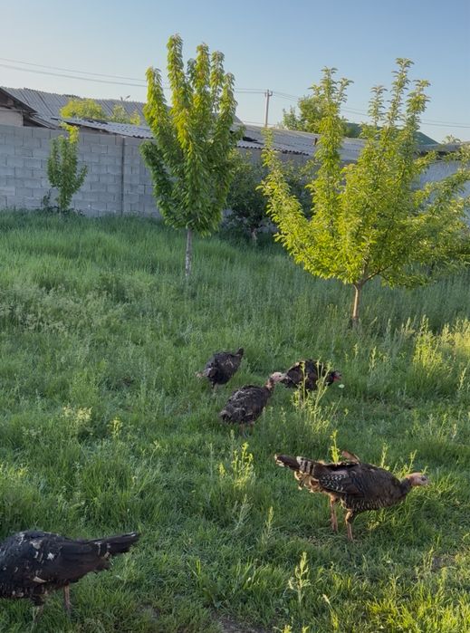 Индюк семейка сатылады