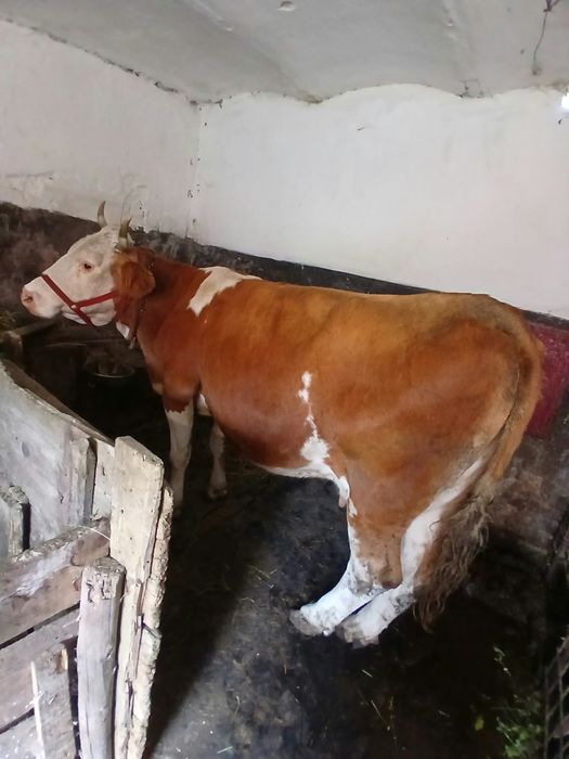 Vaca  cu lapte , baltata romaneasca
