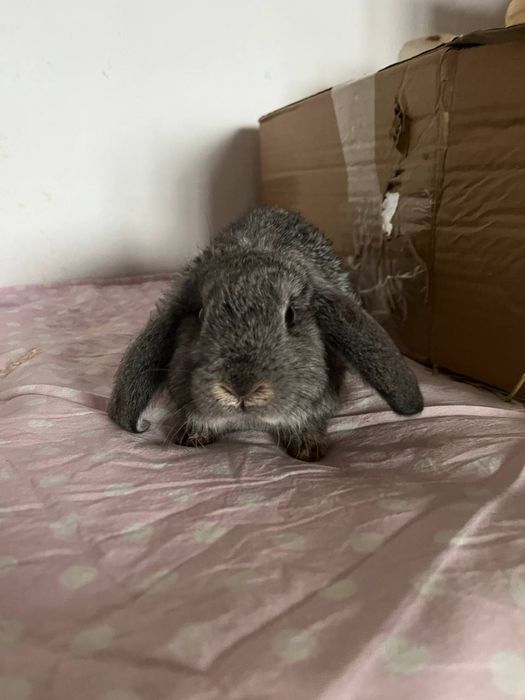 Вислоухий Карликовый кролик