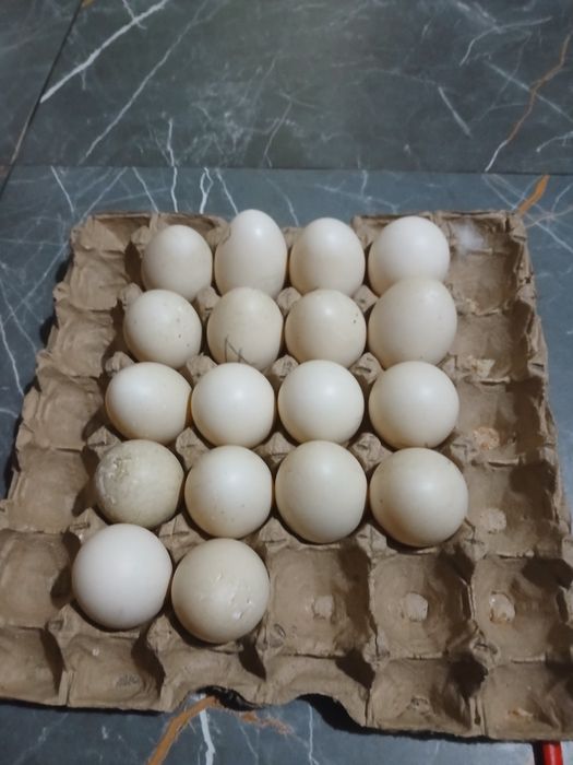 Продам инкубационное яйцо индоутки.