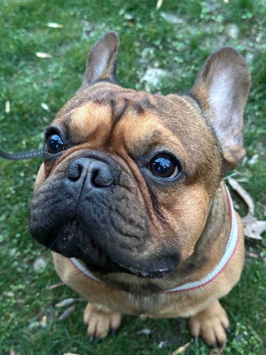 Французскому бульдогу по кличке Бальтазар нужна подруга для вязки