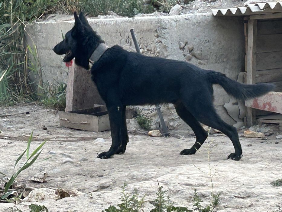 Немецкая овчарка