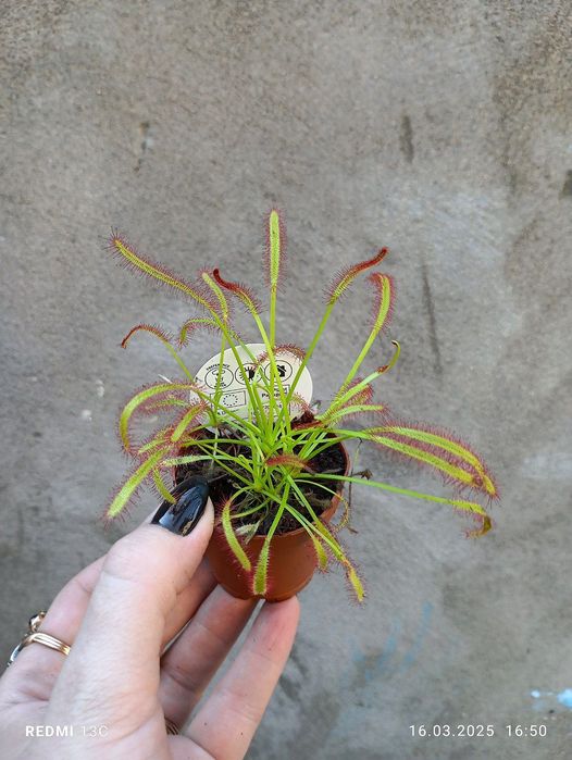 Саррацении, росянка, мухоловка