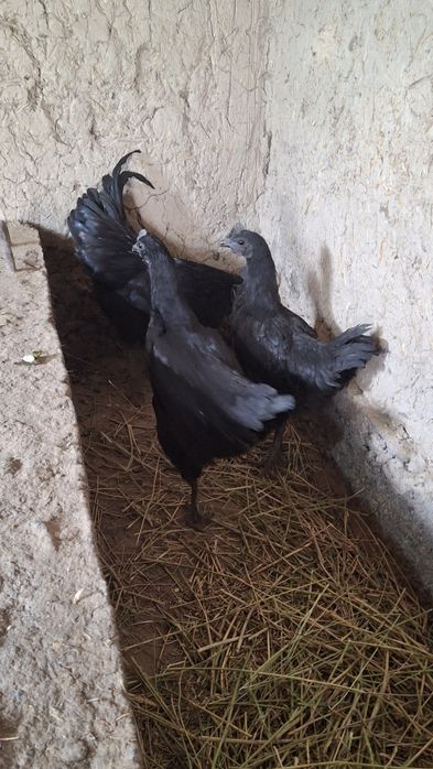 Katta oyinchoqlar bilan porno