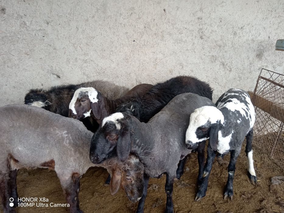 Boqilgan tayyor quchqorlar sotiladi