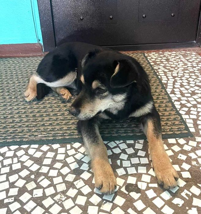 отдам щенка в добрые руки