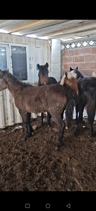 Жабағы, тай еркек ұрғашы