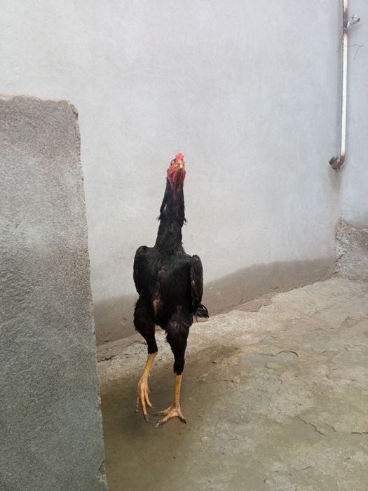 Дакан Хуроз сотилади нархи700.000сум