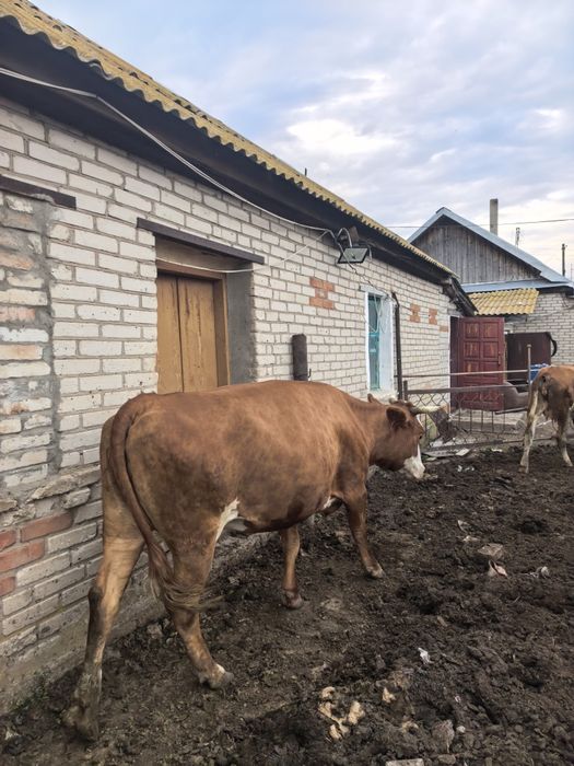 Продам корову или обмен на сено
